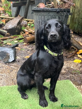 Cocker Spaniel dogs - Advert 3