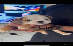 English Bulldog dogs for sale: KC Reg Traditional English Bulldog puppies - Image 12