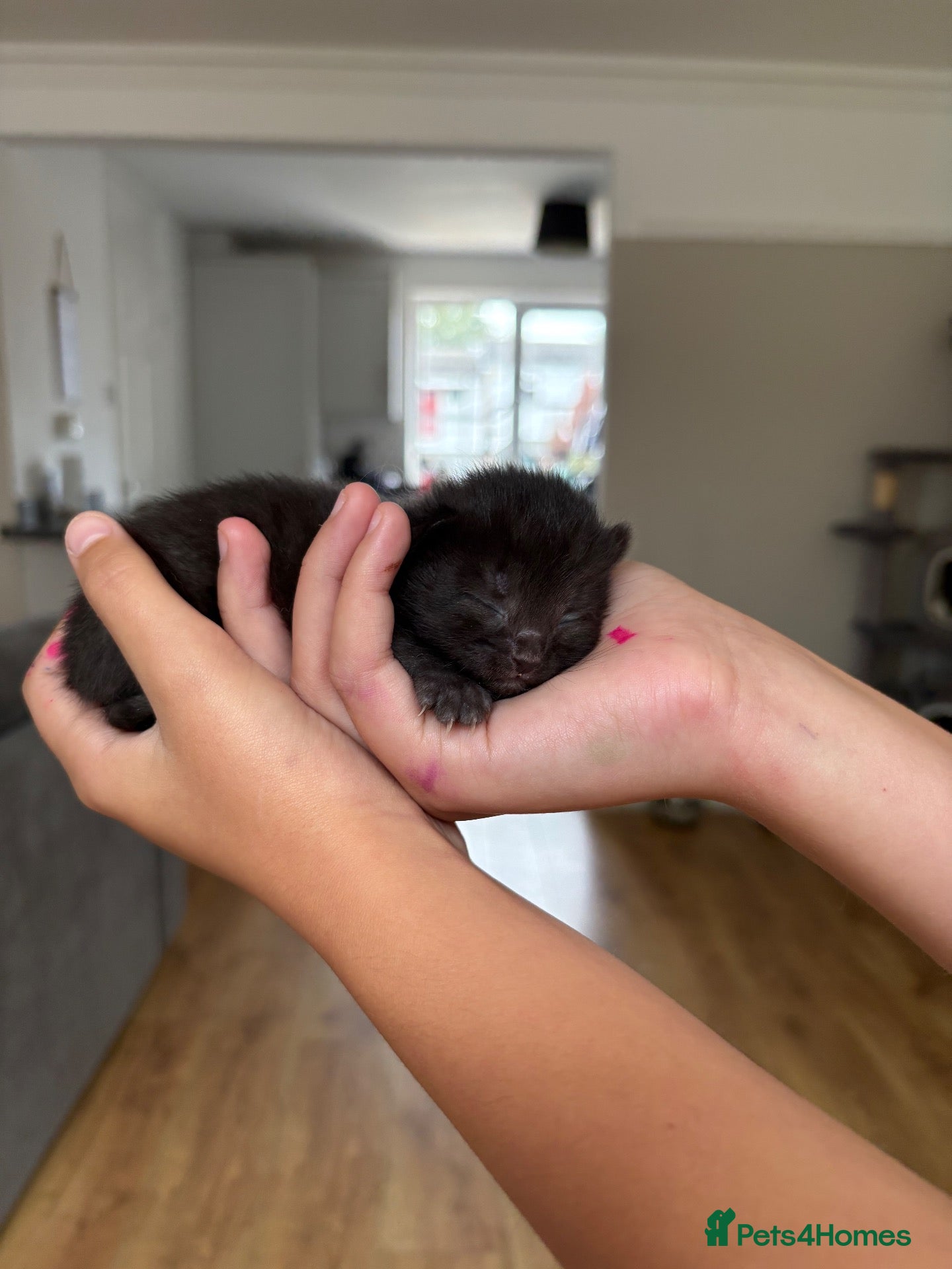 Mixed Breed cats *2left* Part ragdoll kittens  - Advert 5