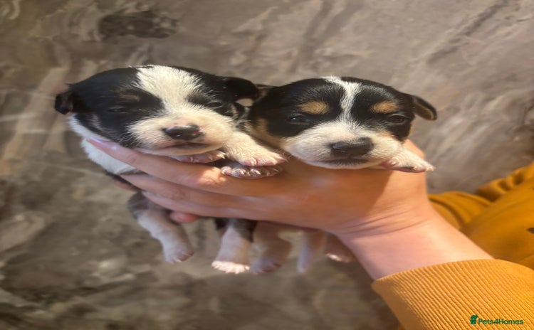 Parson Russell dogs - Advert 3
