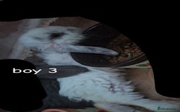 Mini Lop rabbits for sale: 6 beautiful mini lops both male amd female - Image 11