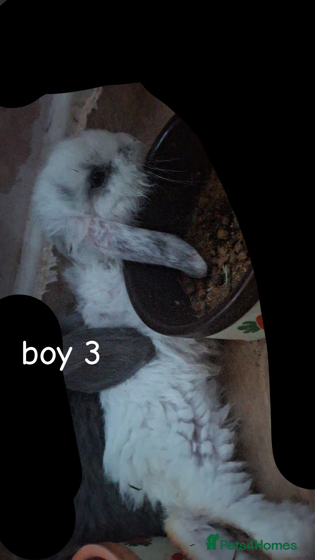 Mini Lop rabbits for sale: 6 beautiful mini lops both male amd female - Image 11