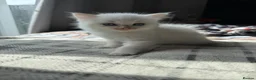 Ragdoll cats for sale: Purebred Ragdoll Kitten - Advert 8