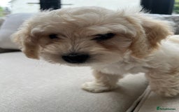Cavachon dogs for sale: 2 Adorable boys ready for their forever homes 🐾 - Image 9