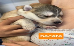 Shepsky dogs for sale: 7 beautiful Shepsky puppy’s available 🫶🏼 - Image 8