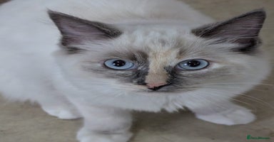 Ragdoll cats - Advert 8