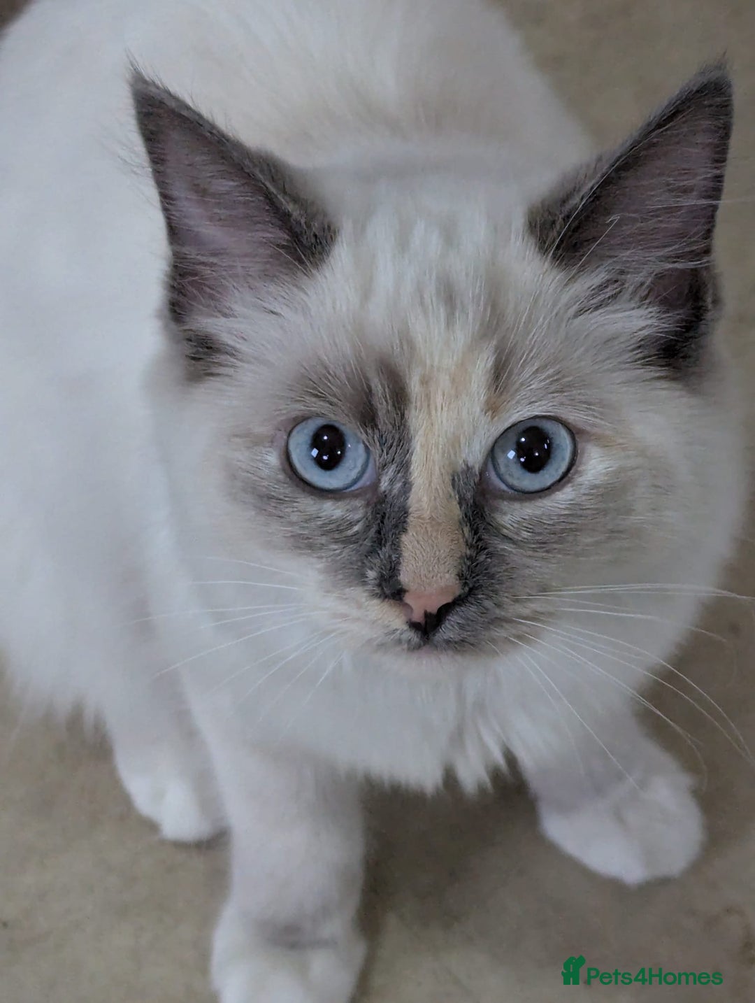 Ragdoll cats for sale: Stunning Tri colour ragdoll kitten  - Image 2
