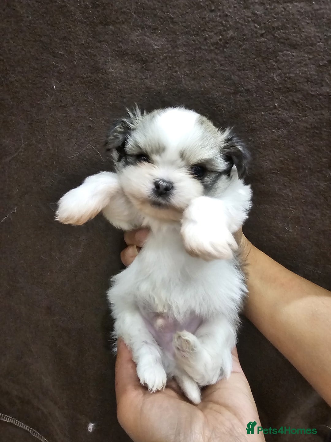 Mixed Breed dogs for sale: Shiranian pups shih tzu cross pomeranian  - Advert 5