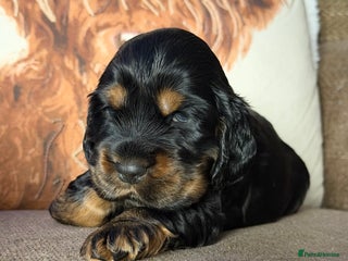 Cocker Spaniel dogs KC Registered Show Cocker puppies - Advert 17