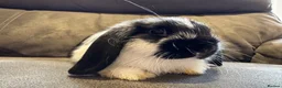 Mini Lop rabbits for sale: Pure Breed Mini Lop Babies  - Advert 9