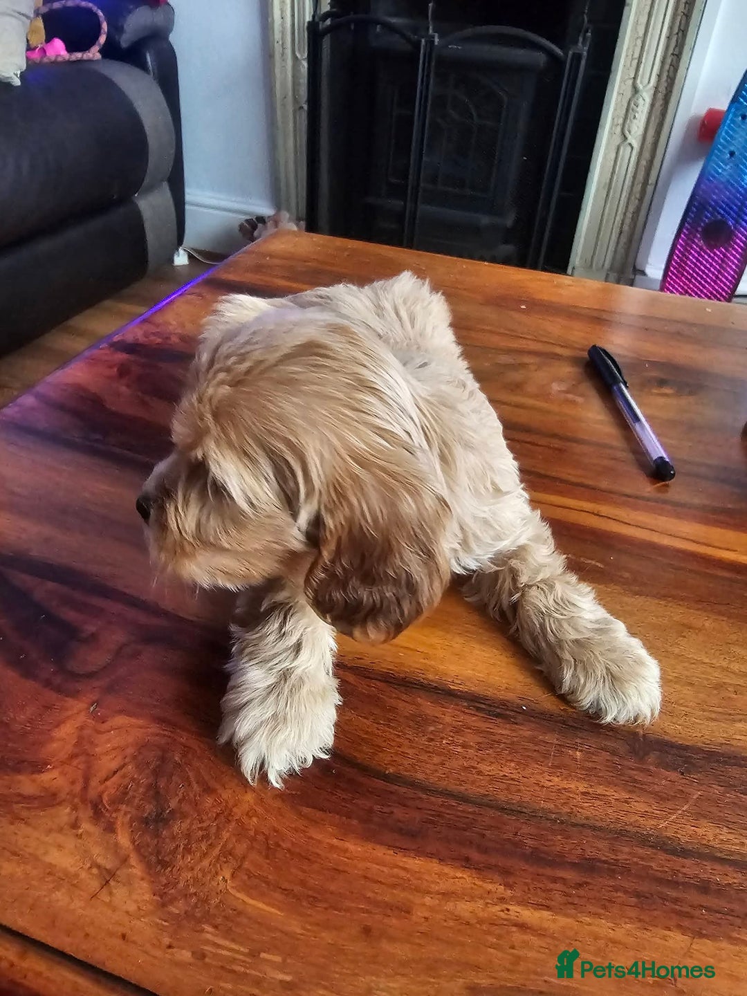 Mixed Breed dogs for sale: caverpoo cocker cross puppies 5 puppys - Advert 5