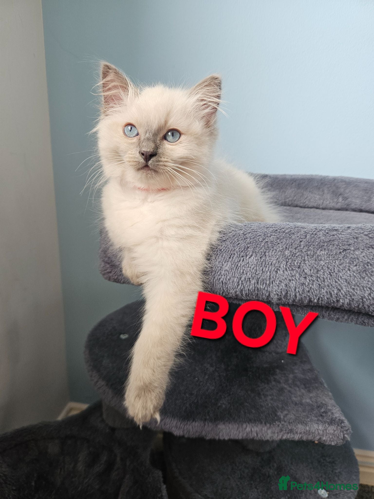 Ragdoll cats Ragdoll kittens looking for forever home !  - Advert 2