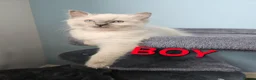 Ragdoll cats for sale: ❤️Beautiful RAGDOLL KITTEN ❤️ - Advert 22