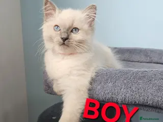 Ragdoll cats Ragdoll kittens looking for forever home ! - Advert 2