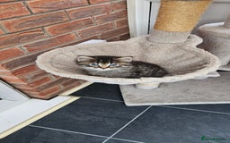 Domestic Shorthair cats for sale: Tabby kittens for sale - Image 2