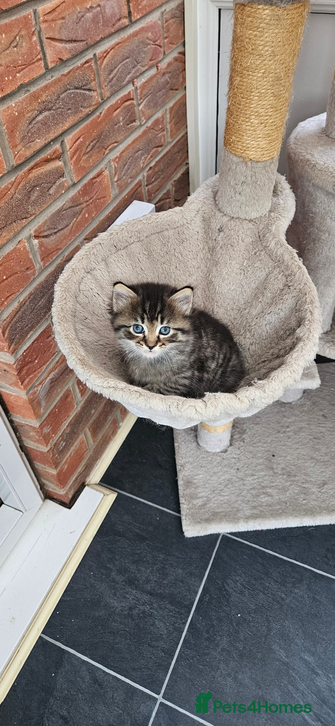 Domestic Shorthair cats for sale: Tabby kittens for sale - Image 2