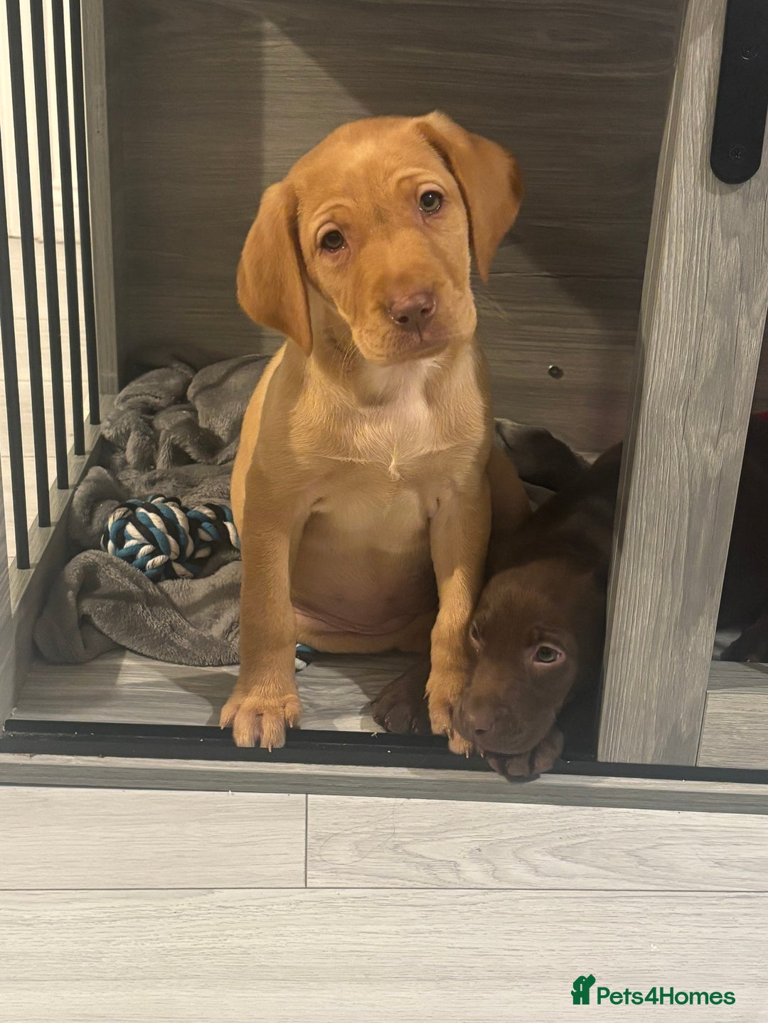 Labrador Retriever dogs for sale: labradors looking for their forever homes  - Advert 6