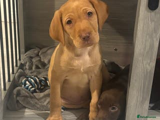 Labrador Retriever dogs labradors looking for their forever homes - Advert 5