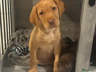 Labrador Retriever dogs labradors looking for their forever homes - Advert 10