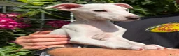 Italian Greyhound dogs for sale: 🐾Stunning cream kc registered Italian greyhound🐾 - Advert 5