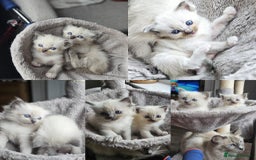 Ragdoll cats for sale: Blue mitted ragdoll kittens  - Image 10