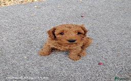 Cockapoo dogs for sale: Cockapoo puppies  - Image 4