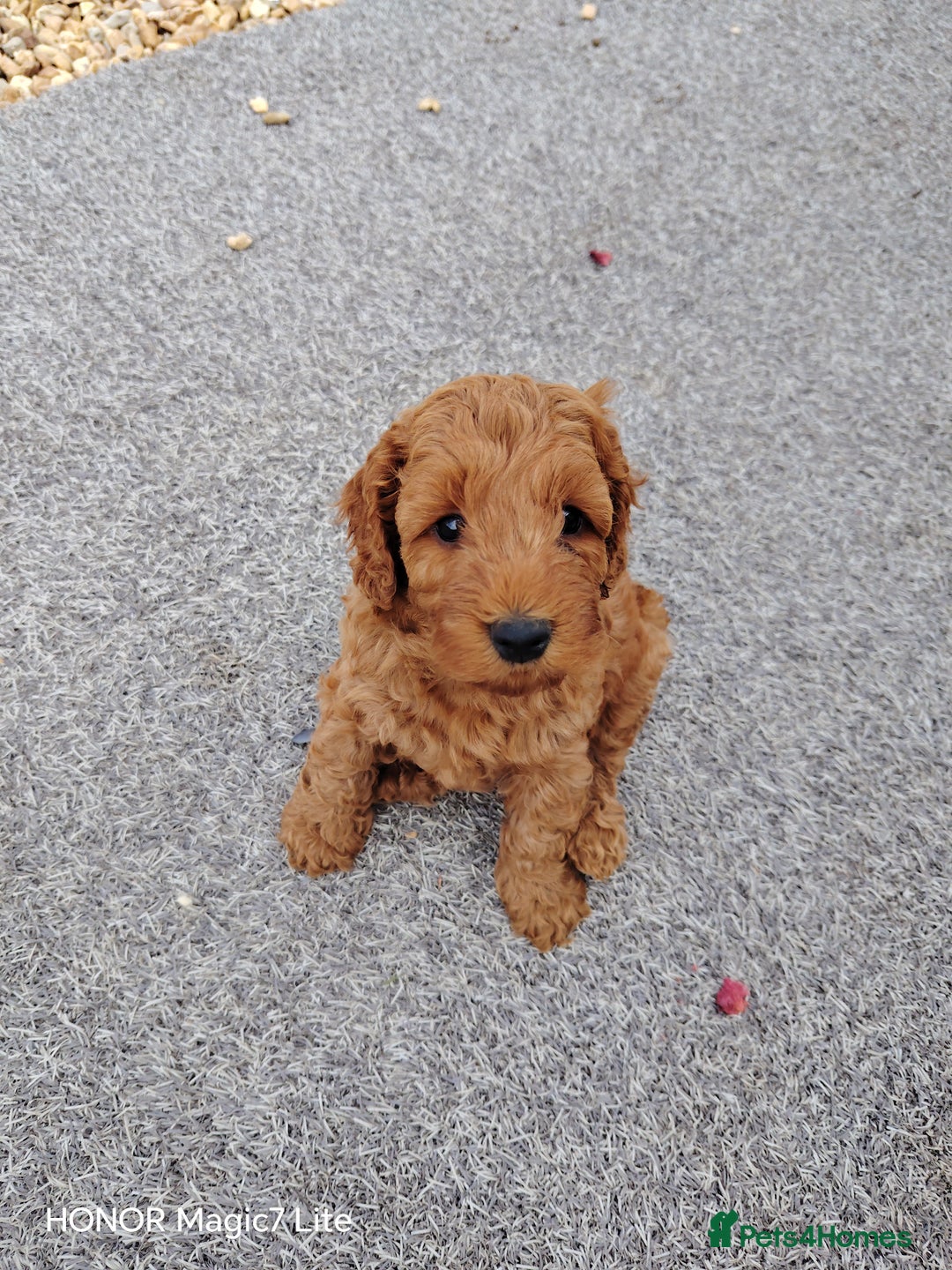 Cockapoo dogs for sale: Cockapoo puppies  - Image 4