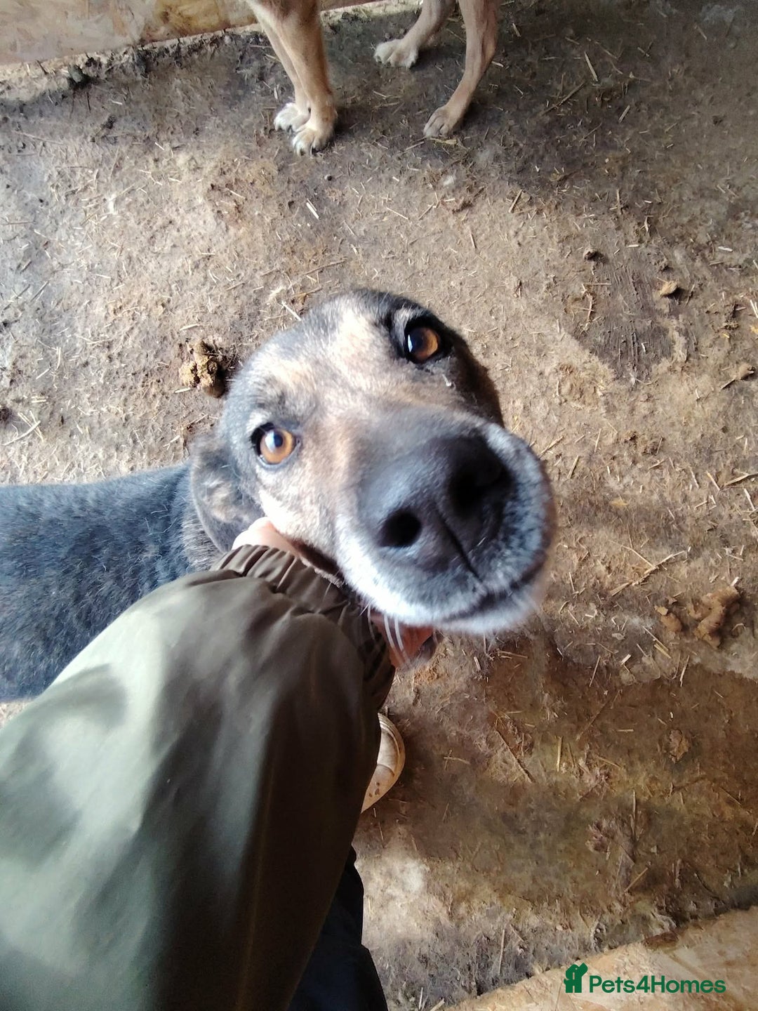 Mixed Breed dogs for adoption: Heart 💖  - Advert 7