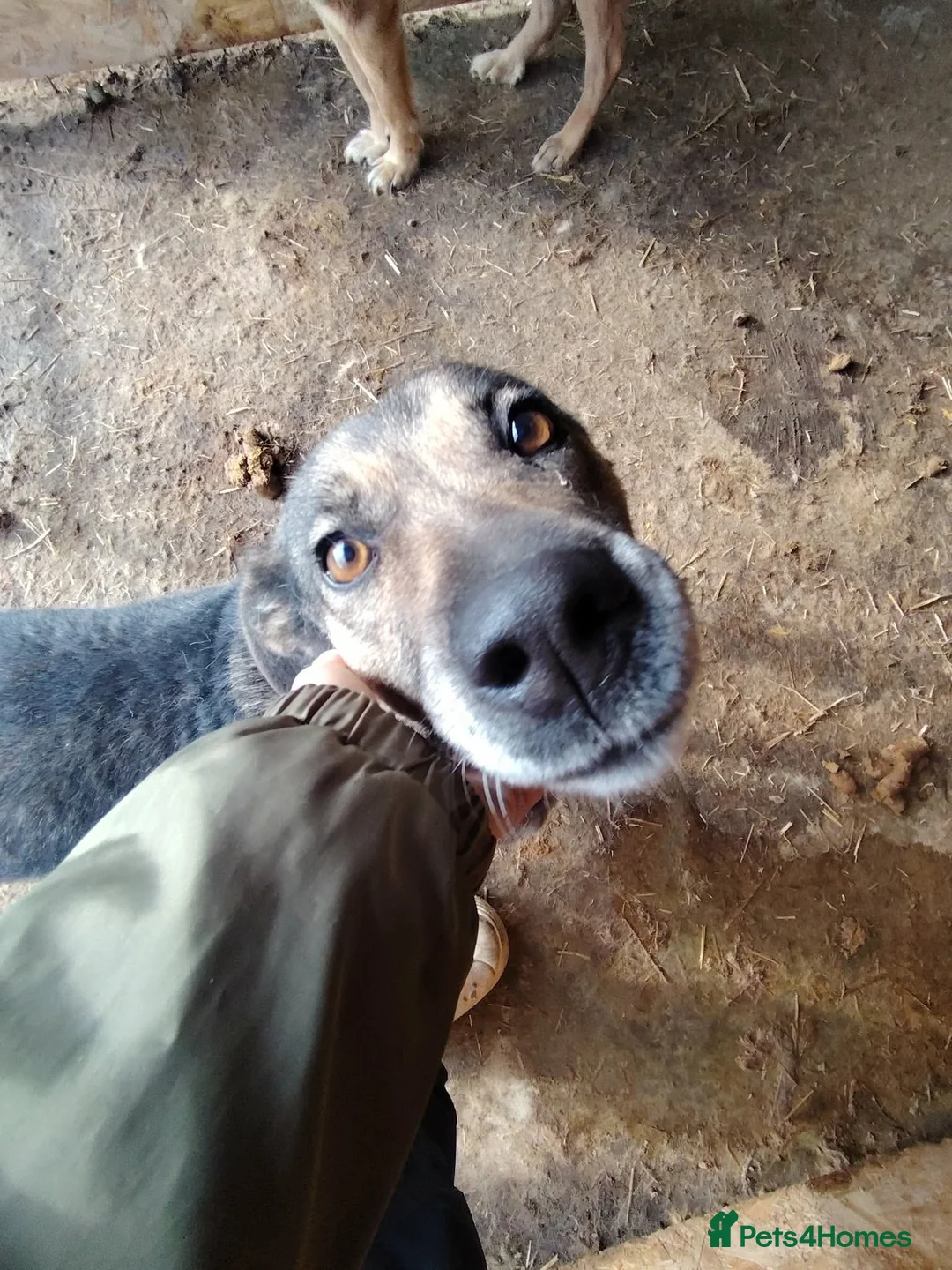 Mixed Breed dogs for adoption: Heart 💖  - Advert 7