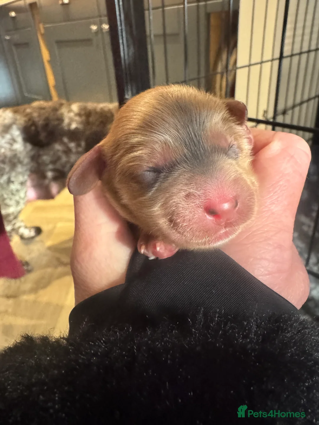 Cockapoo dogs for sale: Show Cockapoo F1b black boy left 5* breeder - Advert 11