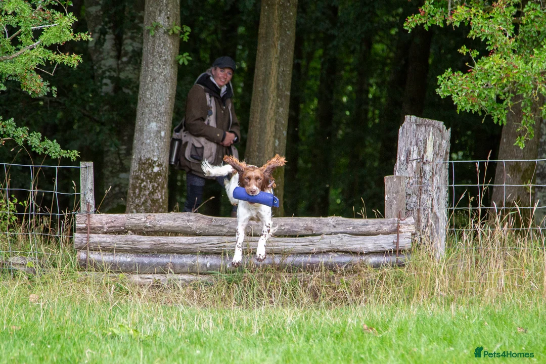 English Springer Spaniel dogs for stud: DNA Tested & Hip/Elbow scored Springer - Bryn in Carmarthen - Advert 1