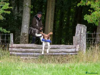 English Springer Spaniel dogs DNA Tested & Hip/Elbow scored Springer - Bryn in Carmarthen - Advert 18