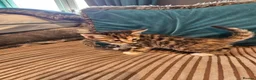 Bengal cats for sale: Begal cross kittens  - Advert 24