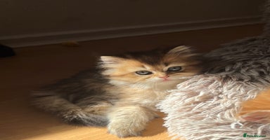 British Longhair cats - Advert 4