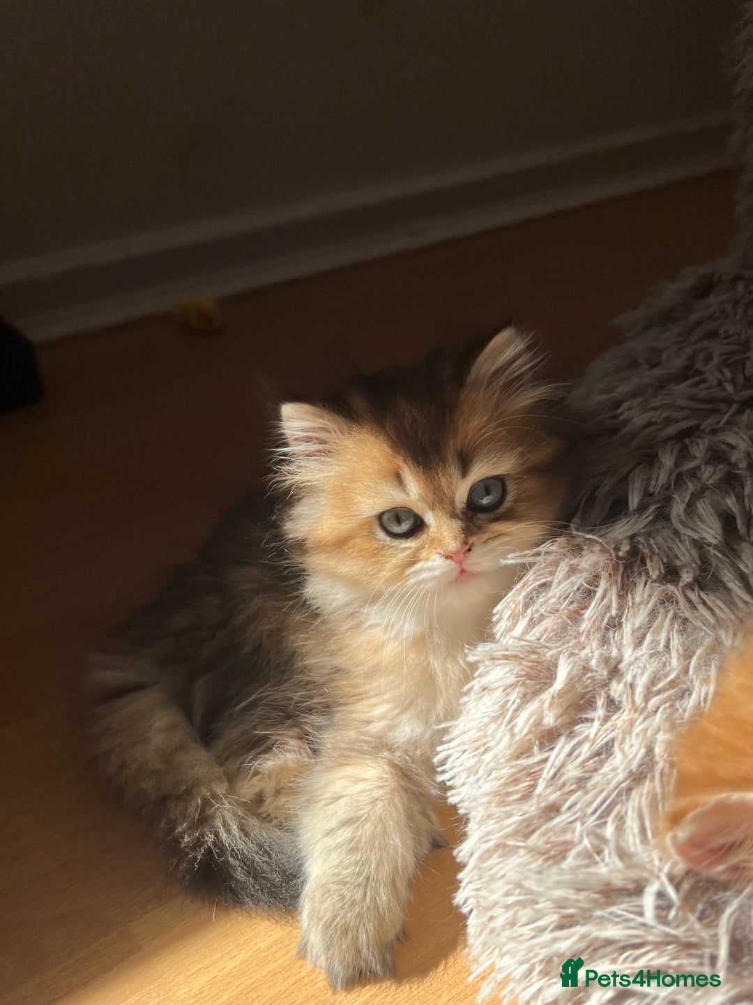 British Longhair cats for sale: Looking for a new family!!!!  - Image 19