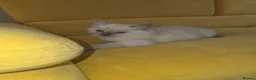 Ragdoll cats for sale: Ragdoll blue girl in Gloucester - Advert 3