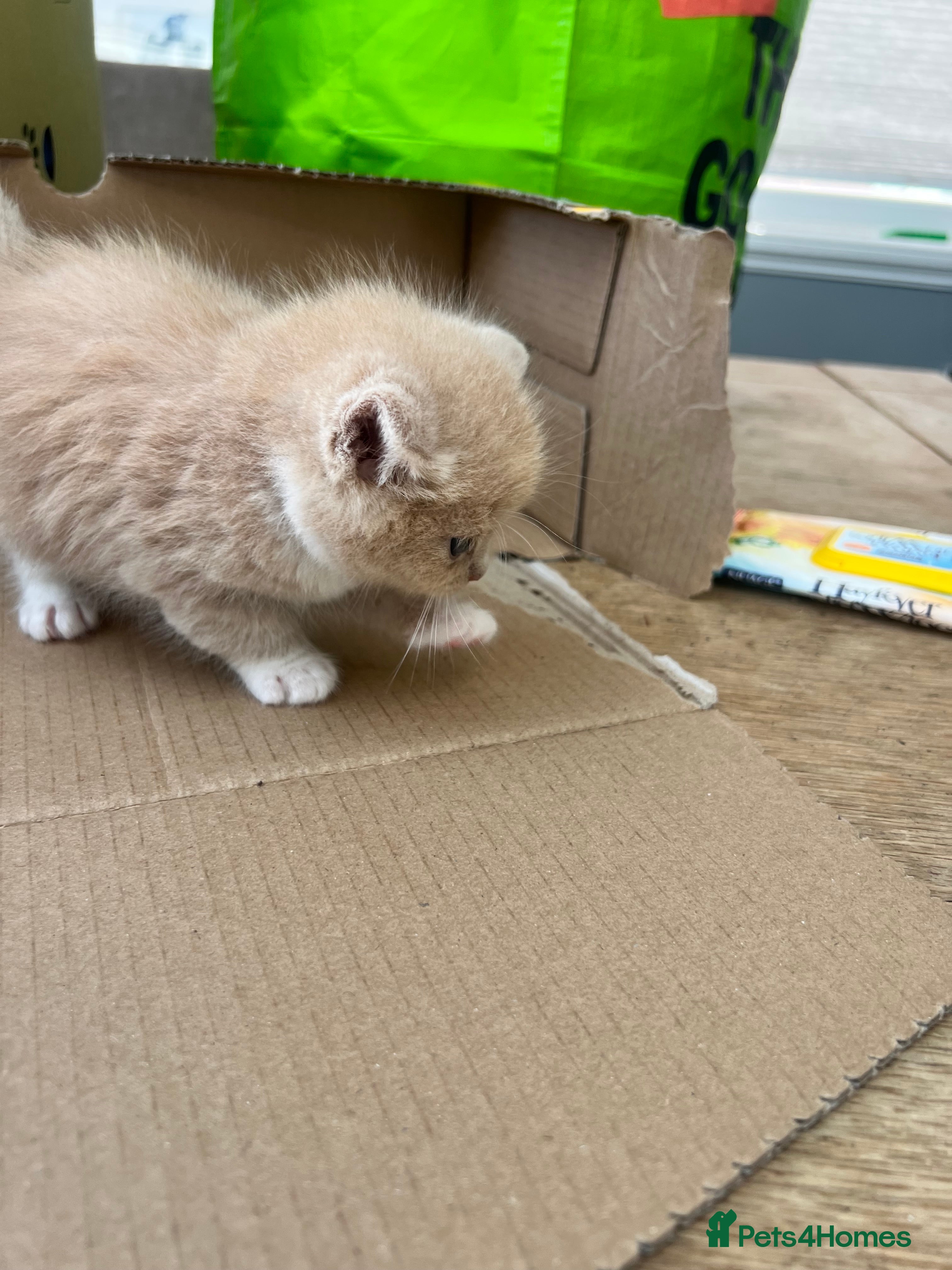 Mixed Breed cats Beautiful Persian Mix Kittens – 4 Boys & 3 Girls - Advert 2