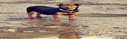 Jack Russell dogs for sale: Beautiful Black and Tan Boy  in Faringdon - Advert 1