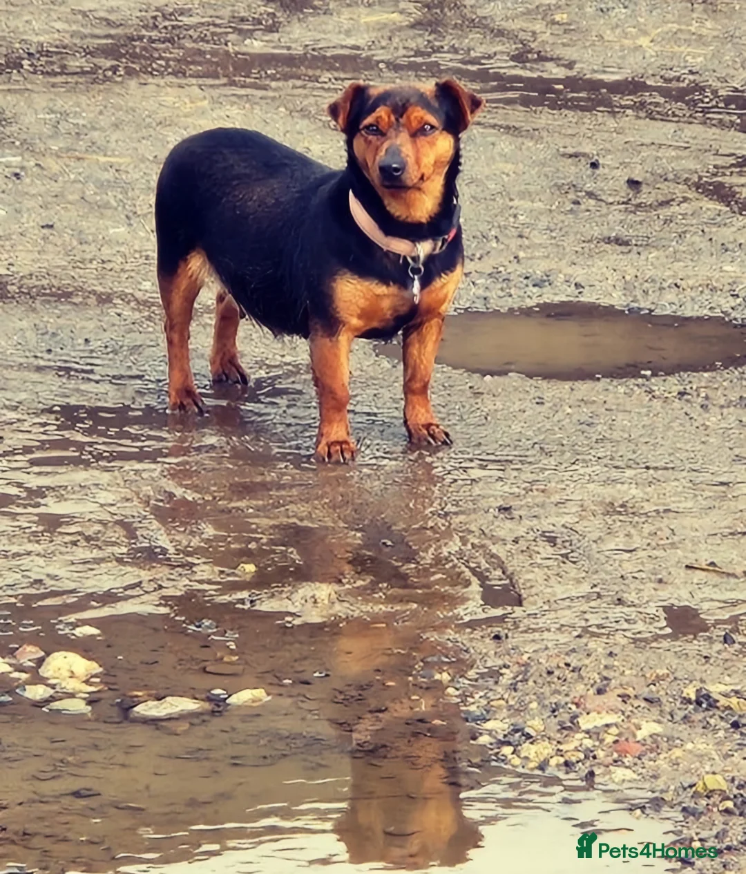Jack Russell dogs for sale: Beautiful Black and Tan Boy  in Faringdon - Advert 1