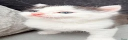 Mixed Breed cats for sale: Adorable male kitten - Advert 11