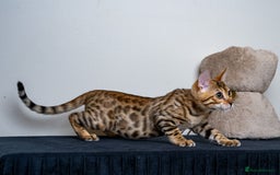 Bengal cats for sale: Stunning Bengal Girl- Top TICA pedigree- Ready NOW - Advert 13