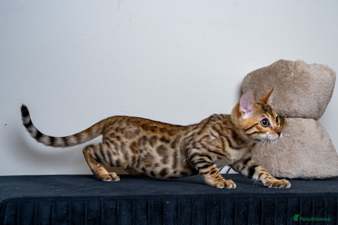 Bengal cats for sale: Stunning Bengal Girl- Top TICA pedigree- Ready NOW - Advert 13