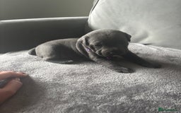 Staffordshire Bull Terrier dogs for sale: 1 male Blue Staff Bull Terrier pup 💙 in Hitchin - Image 11