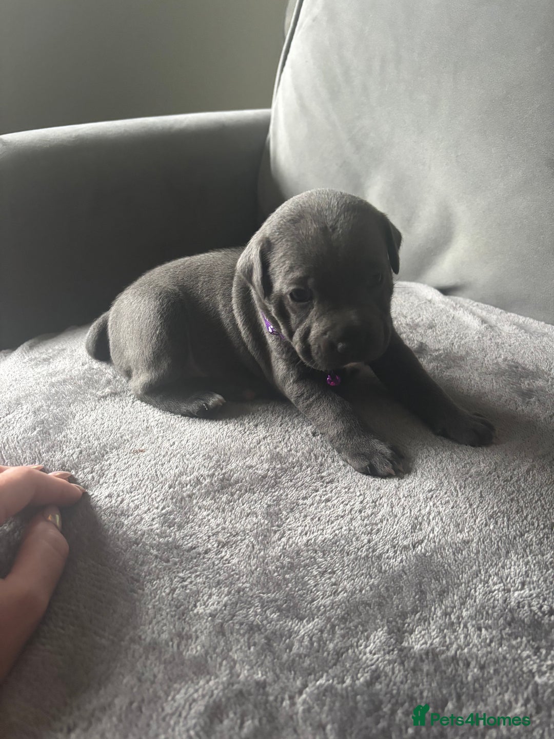 Staffordshire Bull Terrier dogs for sale: 1 male Blue Staff Bull Terrier pup 💙 in Hitchin - Image 11