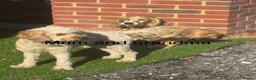 Cockapoo dogs for sale: Cockapoo puppies  in Ashford - Advert 9