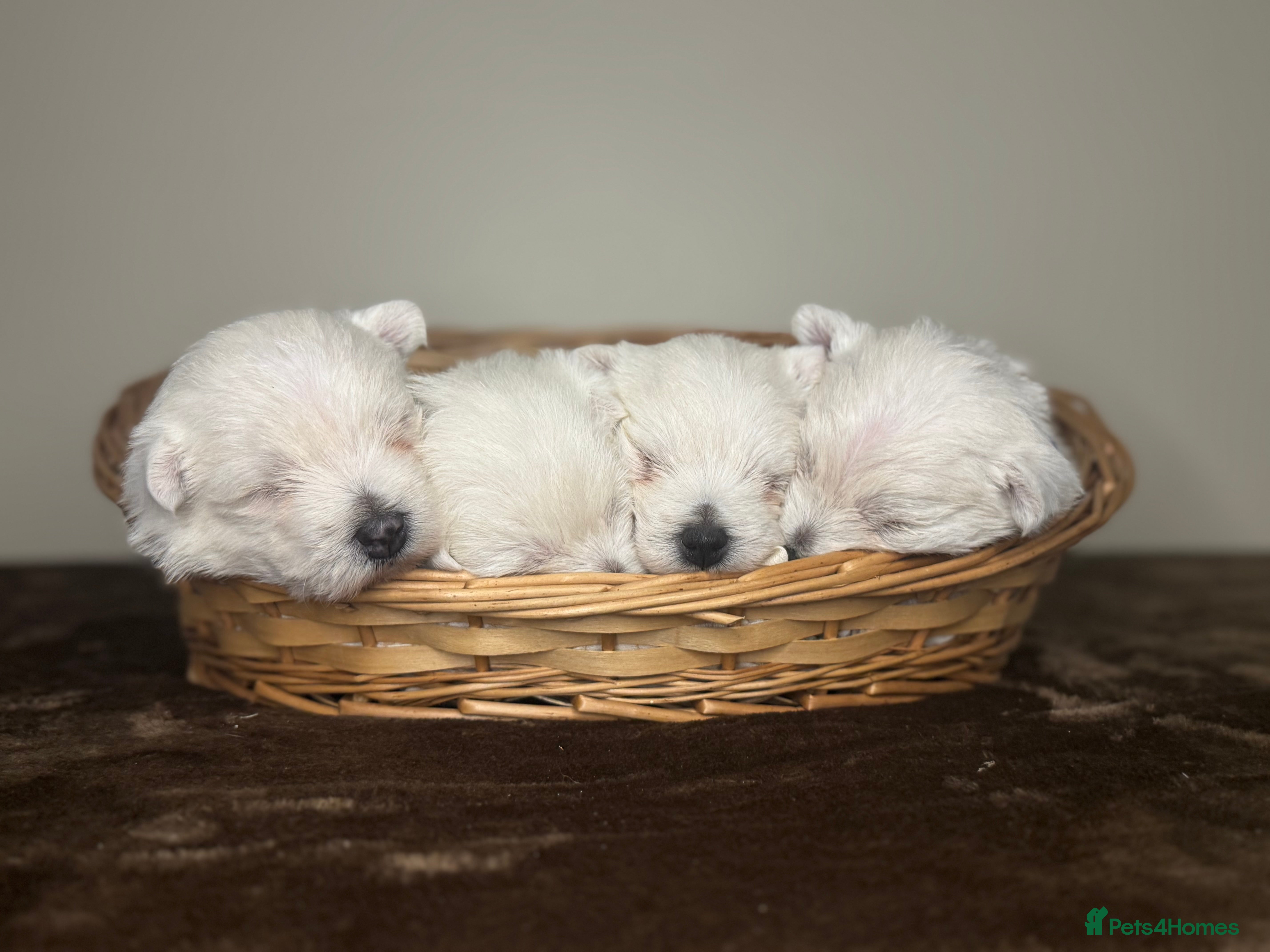 West Highland Terrier dogs 🌈Adorable Little Westies🌈 - Advert 3