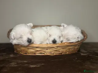 West Highland Terrier dogs 🌈Adorable Little Westies🌈 - Advert 3