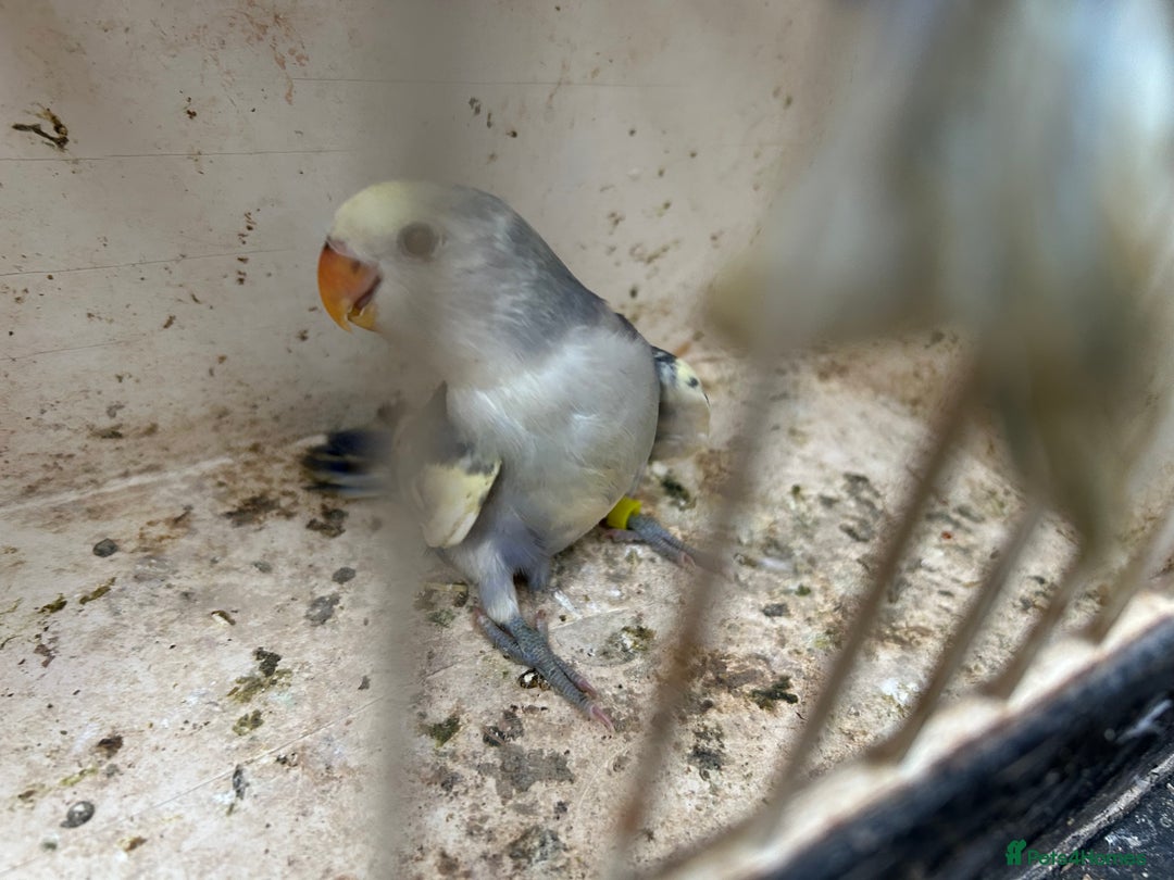 Lovebirds birds for sale: Lovebird for sale, all in good health  - Image 9