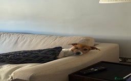 Jack Russell dogs for sale: Jack Russell Terrier boy looking for new home - Image 10