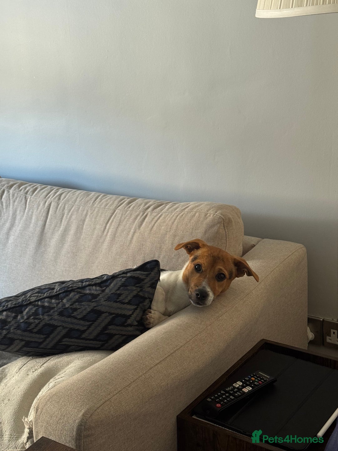 Jack Russell dogs for sale: Jack Russell Terrier boy looking for new home - Image 10